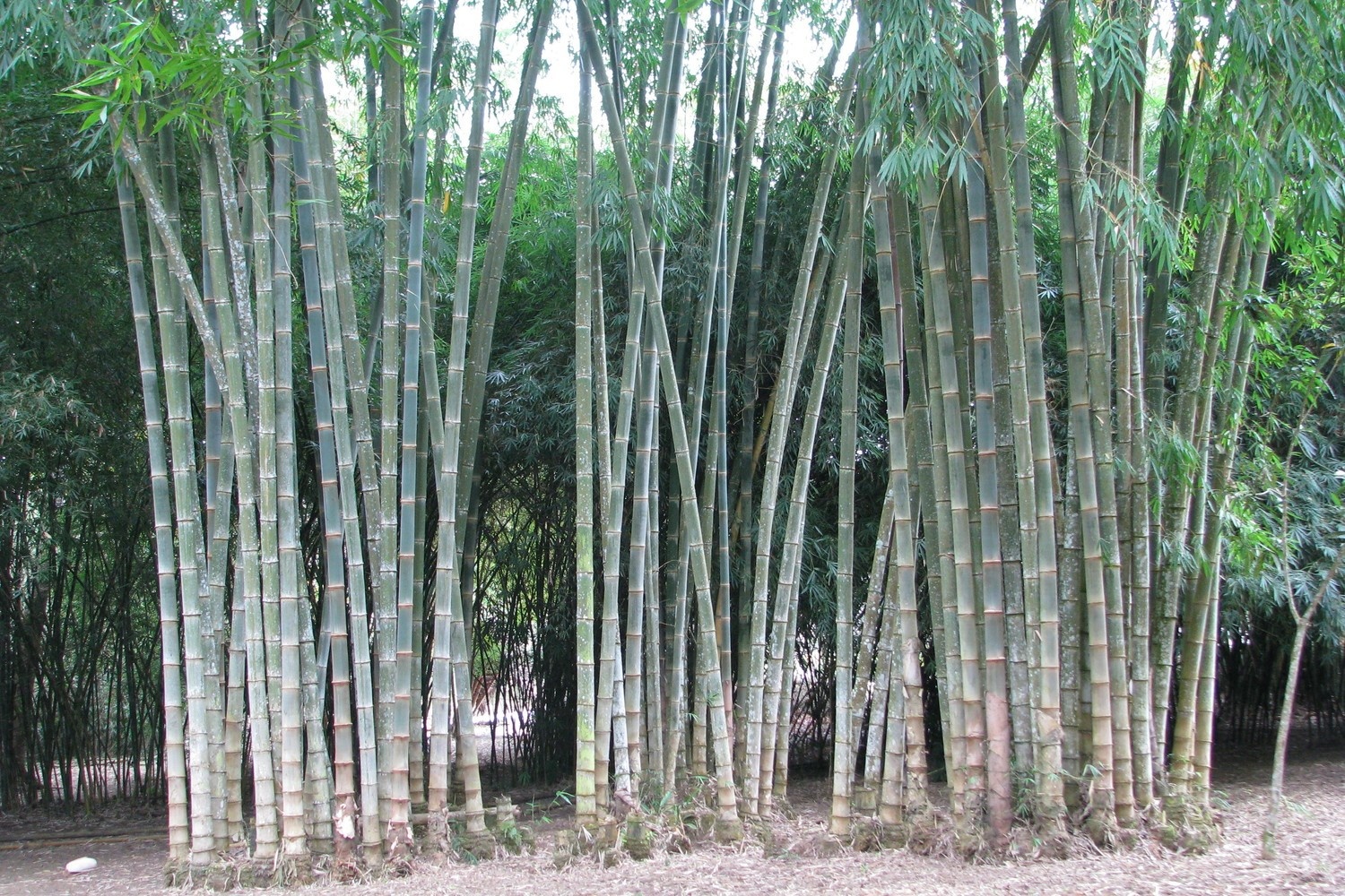 Loai thuc vat nao moc nhanh nhat hanh tinh? hinh anh