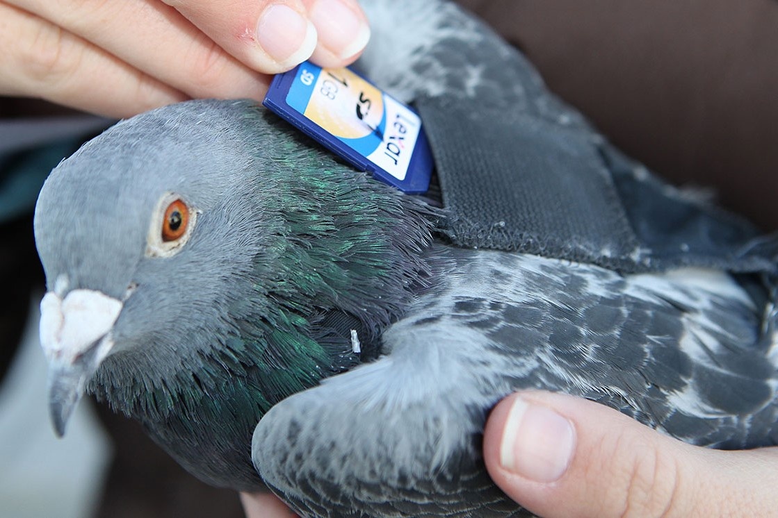 Vi sao chim bo cau biet dua thu? hinh anh