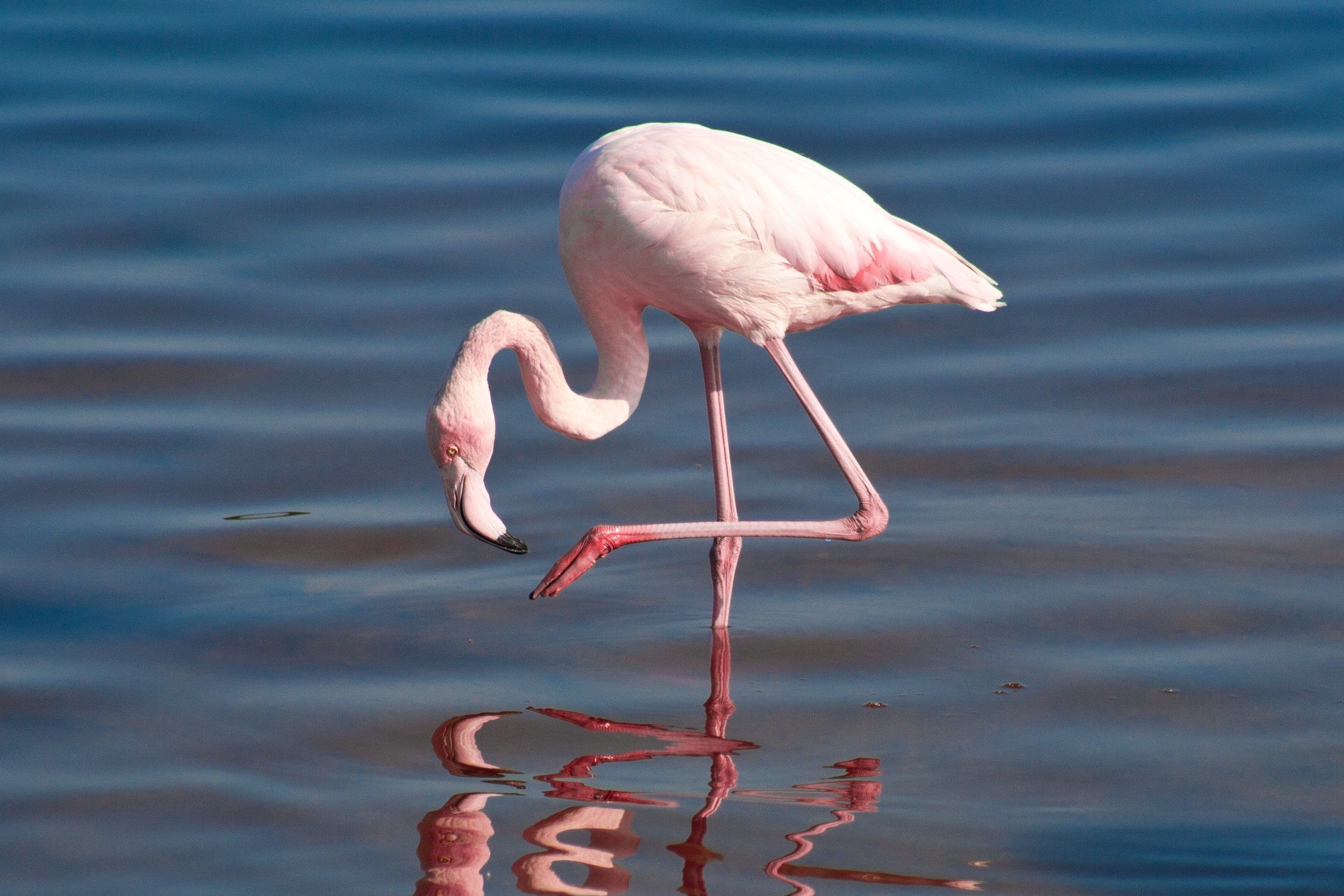 Vi sao chim hong hac dung mot chan? hinh anh