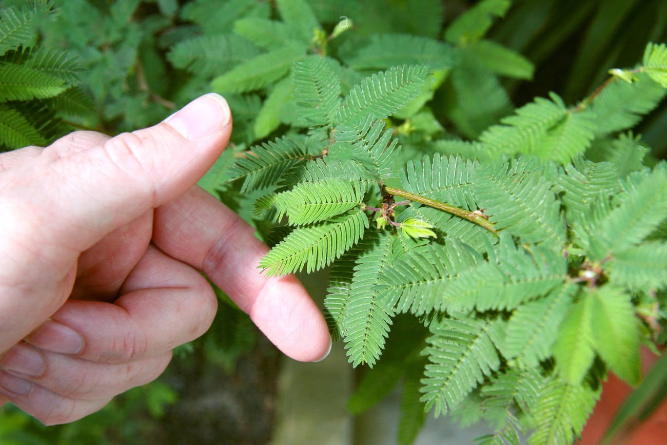 Vi sao cay xau ho cup la khi co va cham? hinh anh
