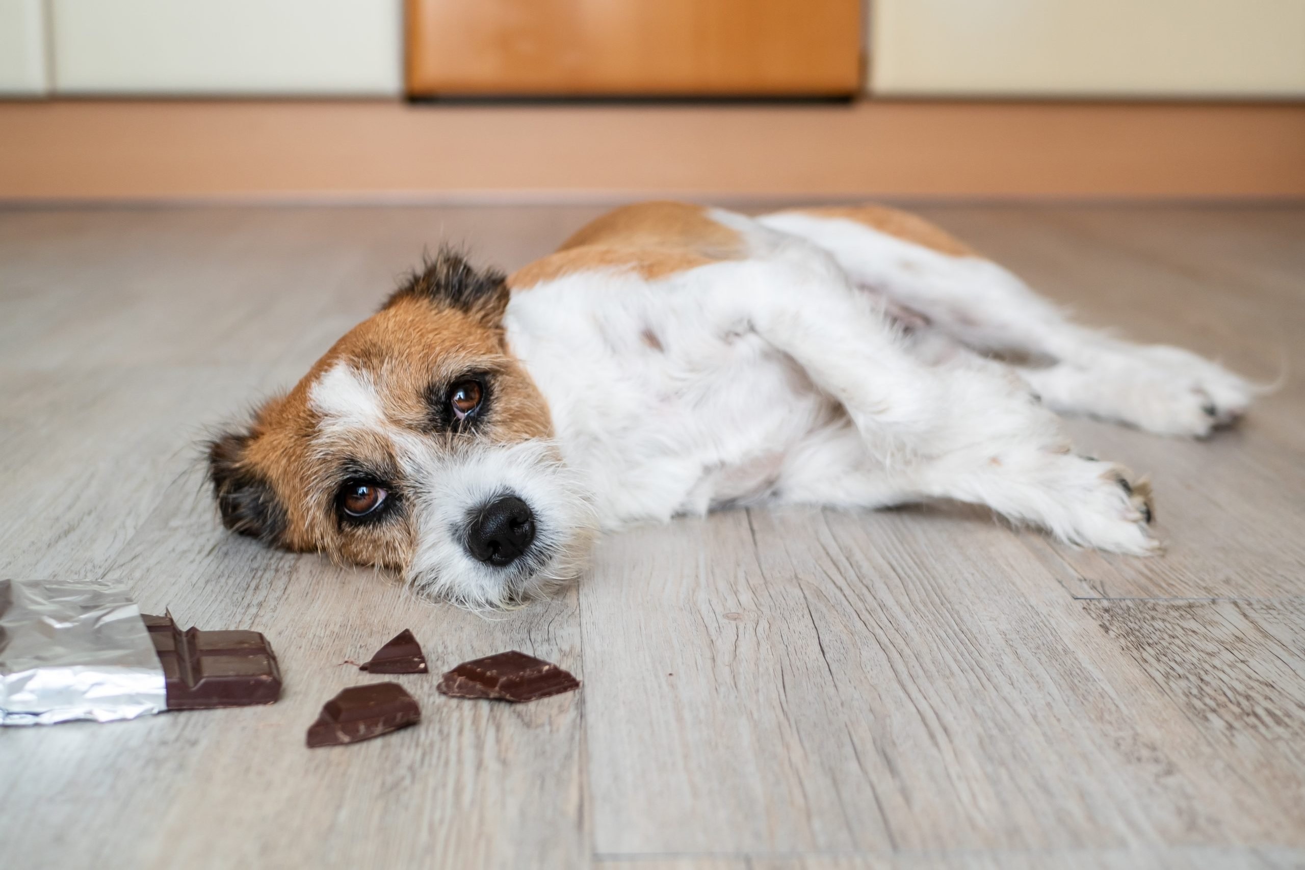 Thanh phan nao trong chocolate khien cho co the tu vong khi an? hinh anh