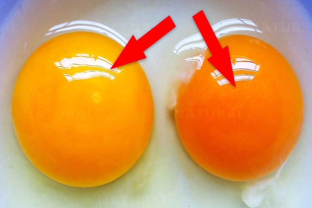 Long do trung ga co mau nhu the nao moi tot? hinh anh