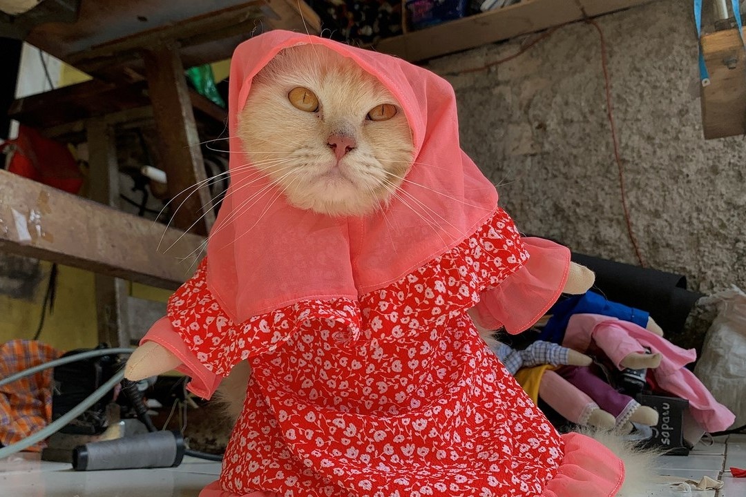 Nguoi dan ong o Indonesia may trang phuc cho meo hinh anh