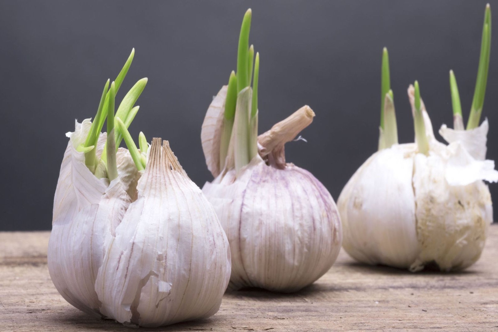 Toi moc mam xanh co doc khong? hinh anh