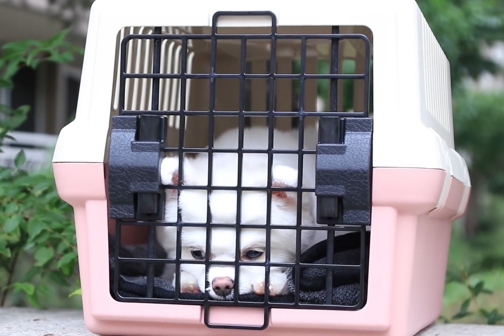 Tre Han Quoc lam gi khi thay mot con cho bi bo roi? hinh anh