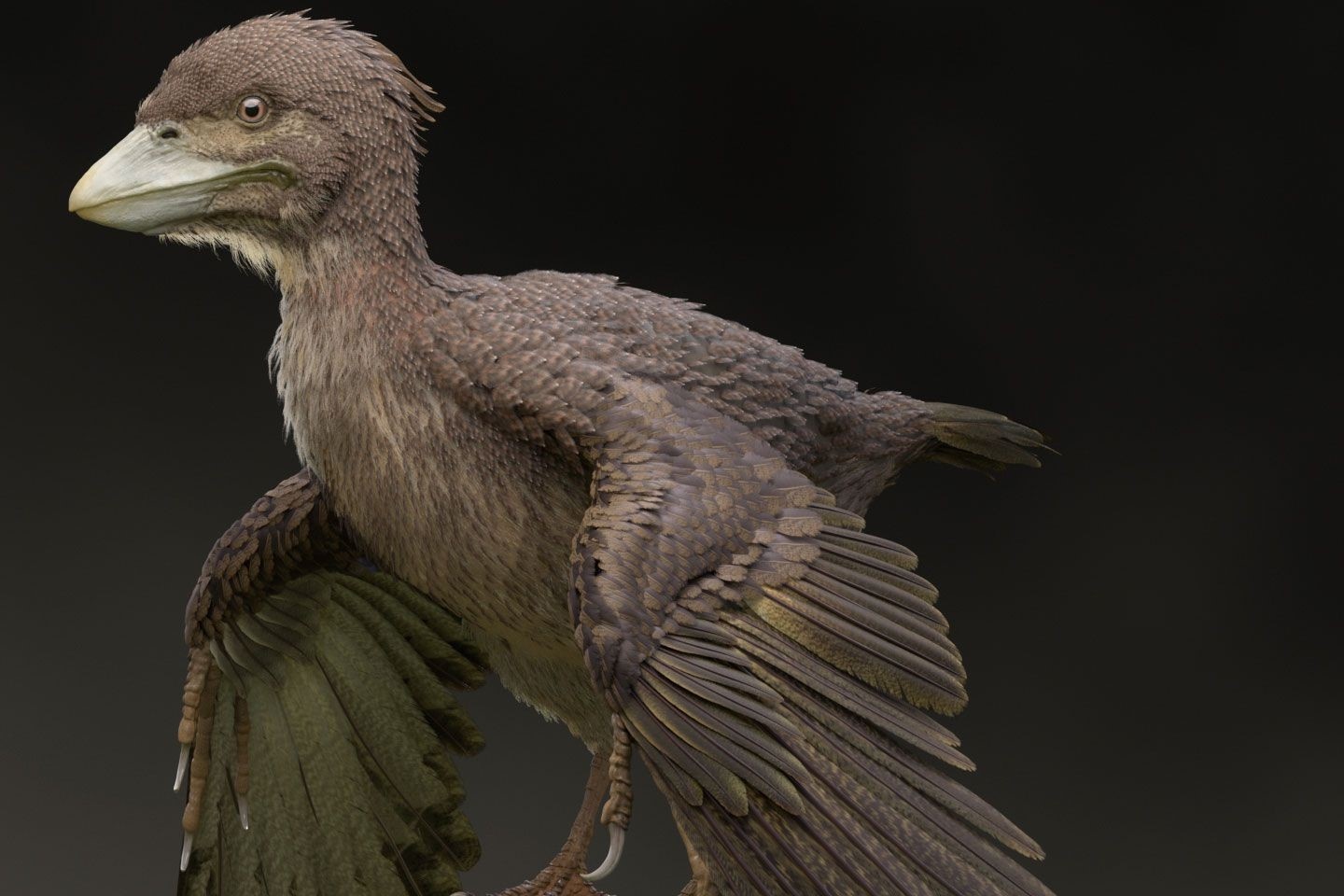 Vi sao loai chim song sot khi khung long tuyet chung? hinh anh