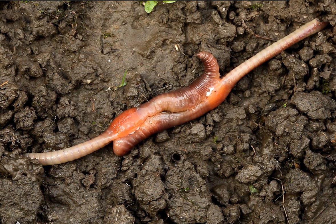 Cach loai giun sinh san co the ban chua biet hinh anh