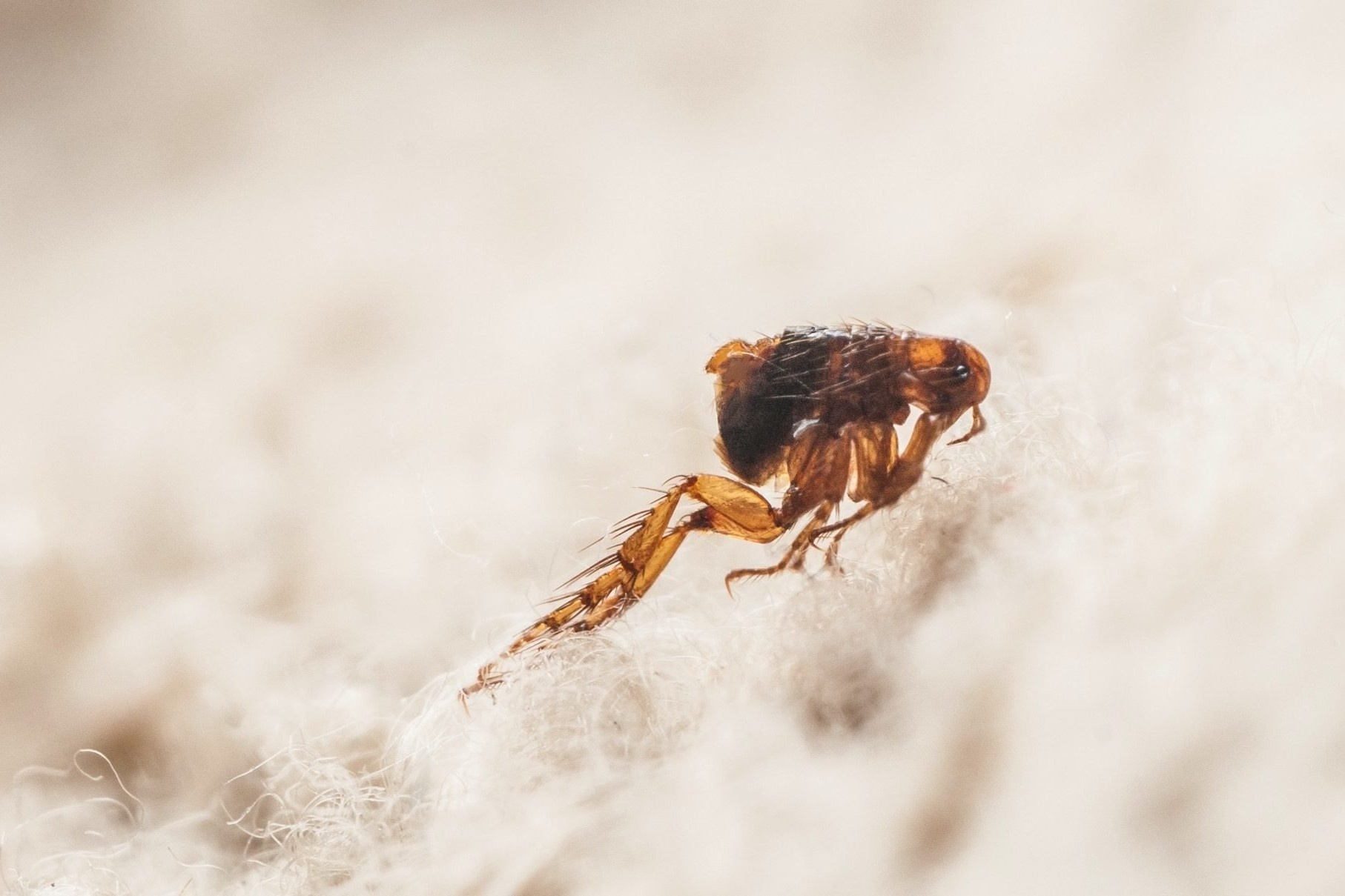 Vi sao bo chet co the nhay xa gap 50 lan chieu dai co the? hinh anh