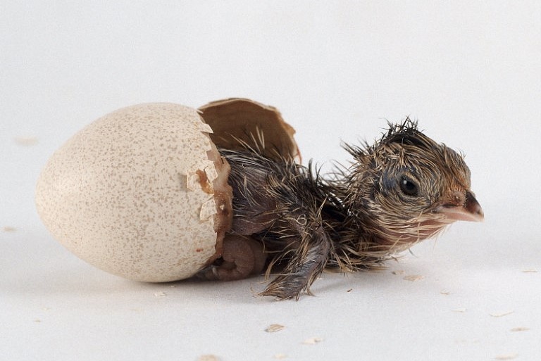 Giai ma bi an trung ga no ra nhu the nao hinh anh