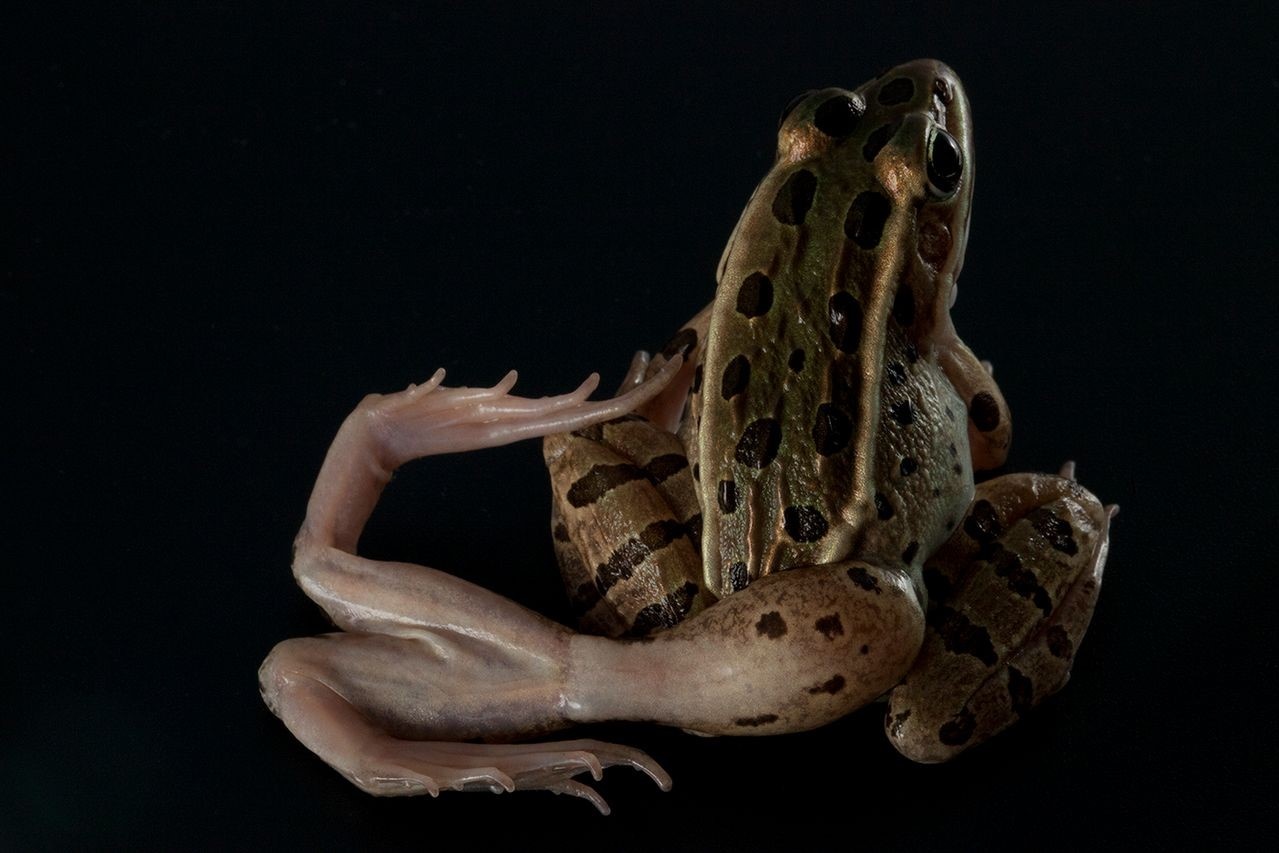 Loai ky sinh trung ep vat chu tu moc them chan hinh anh