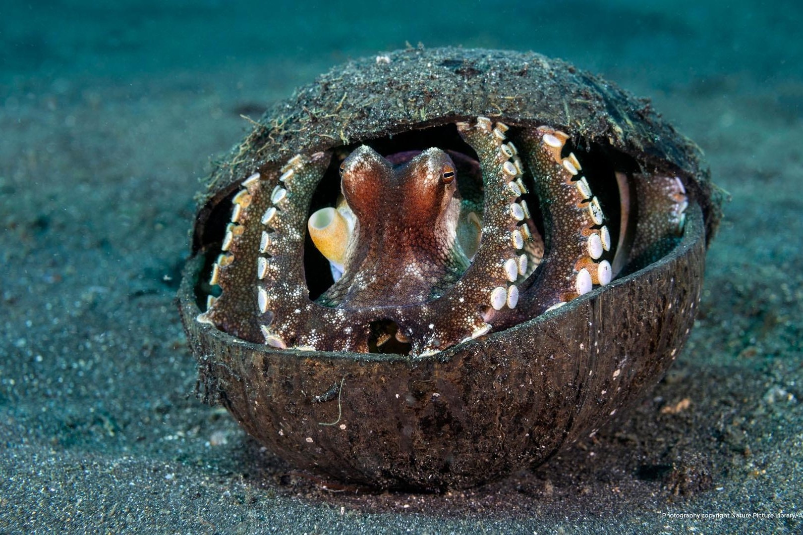 Loai bach tuoc dung vo dua de san moi hinh anh