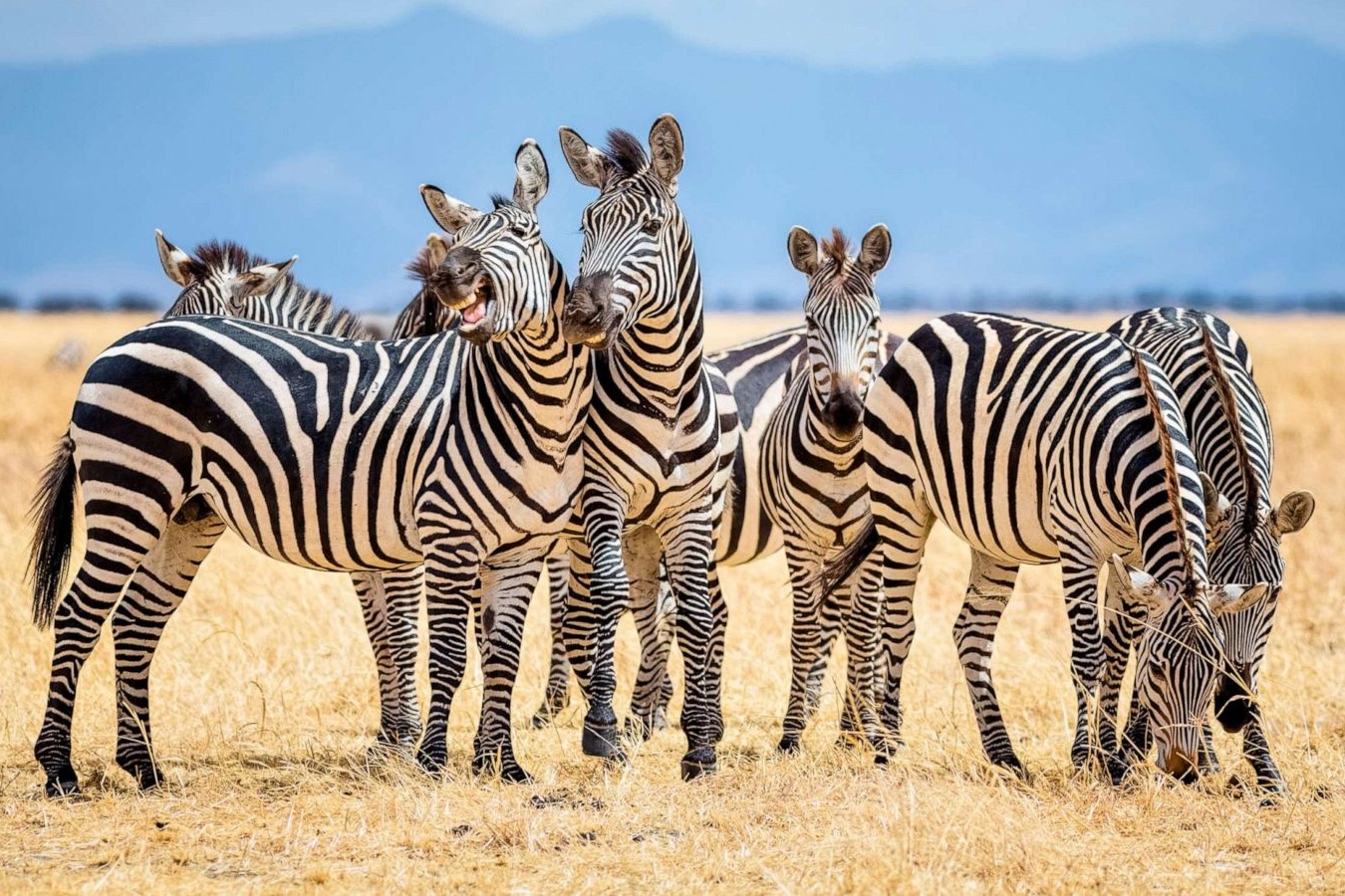 Nguyen nhan ngua van co soc den trang hinh anh