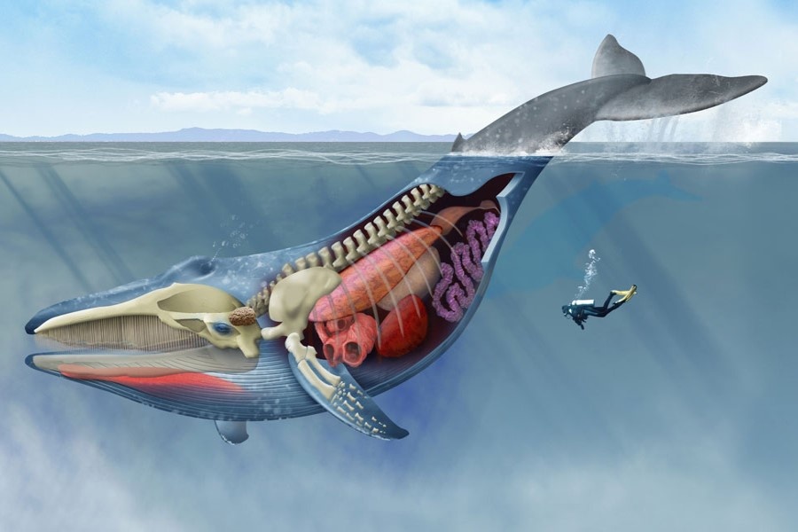 Vi sao ca voi co than hinh khong lo? hinh anh