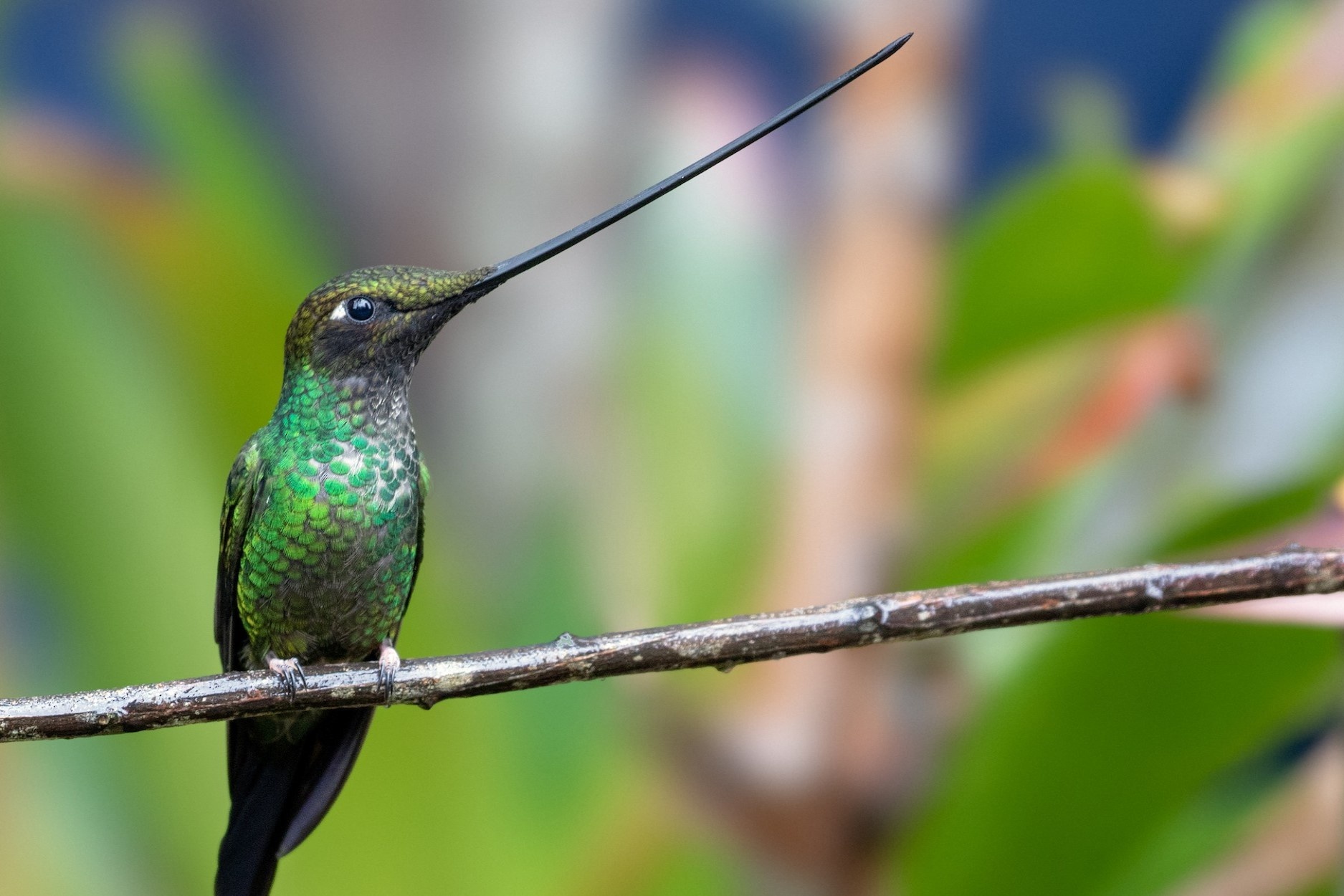 Loai chim co mo dai nhat the gioi hinh anh