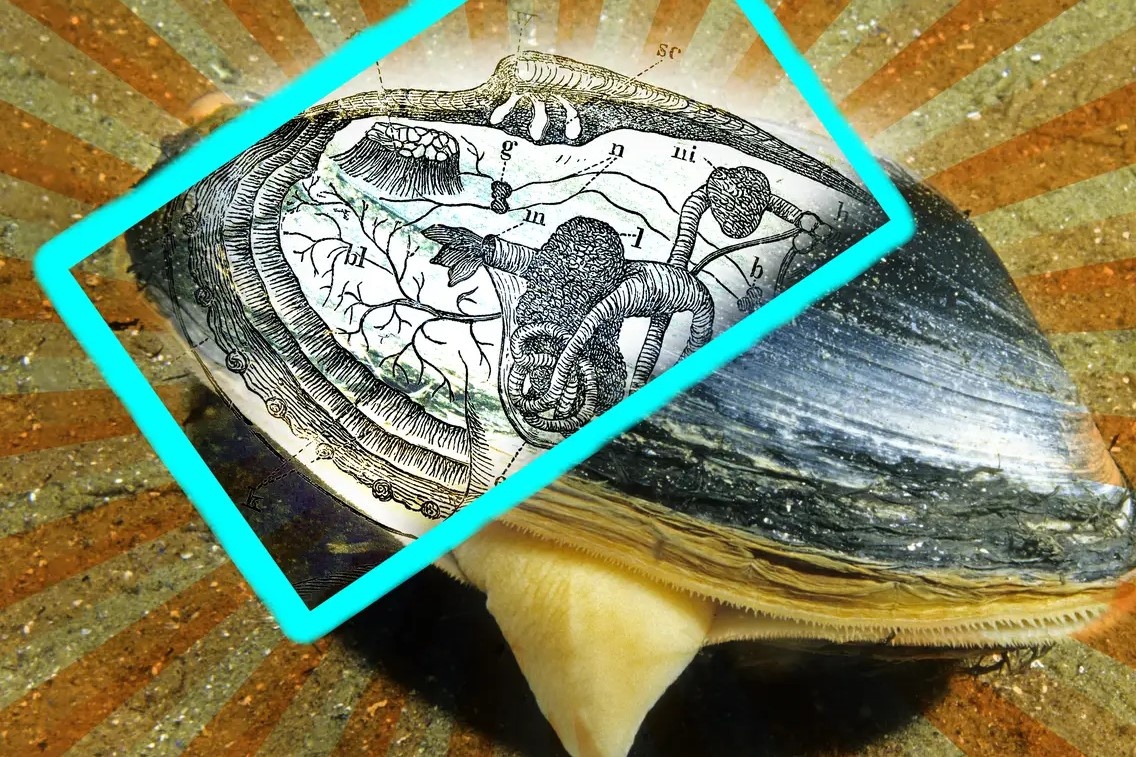 Co gi ben trong mot con ngao? hinh anh