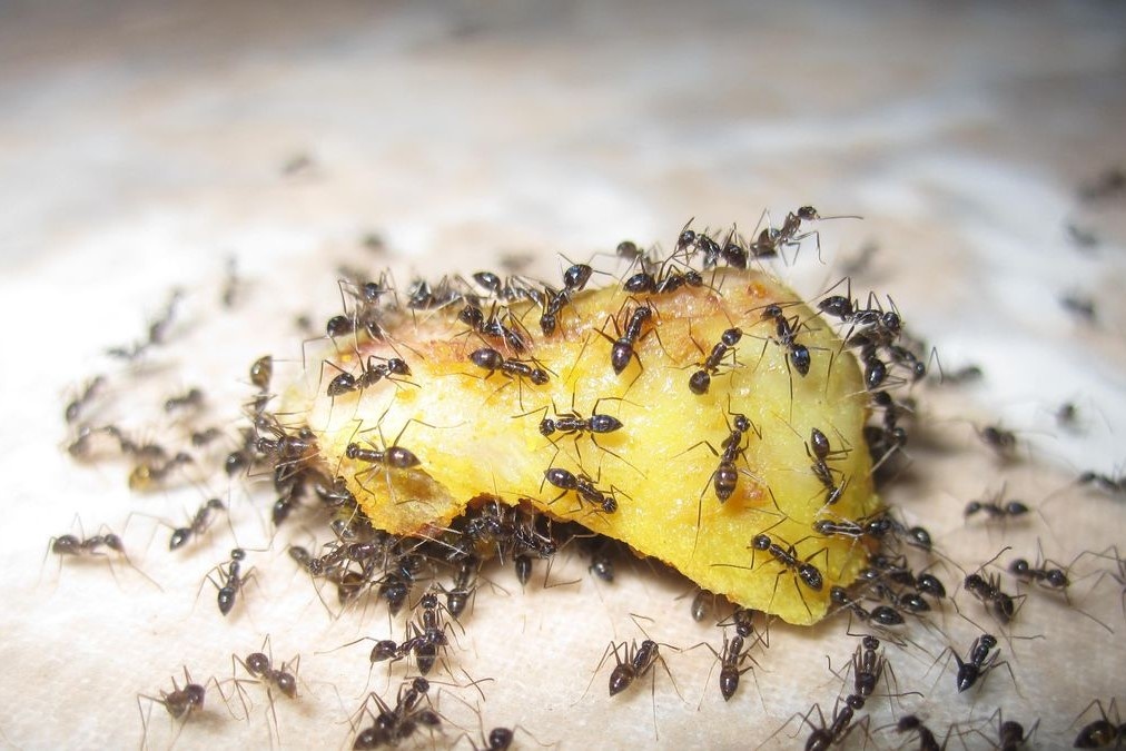 Loai kien tim thuc an nhu the nao? hinh anh