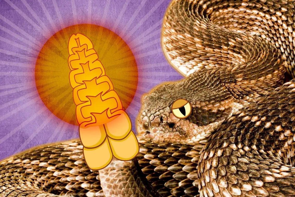 Co gi ben trong duoi cua ran chuong? hinh anh