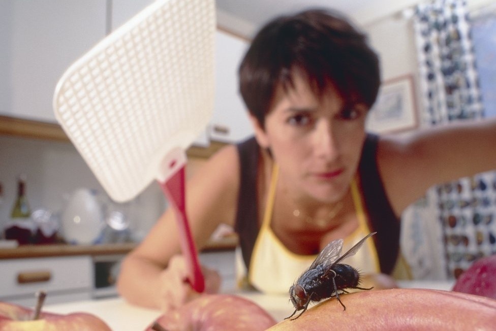 Tai sao kho dap duoc ruoi? hinh anh