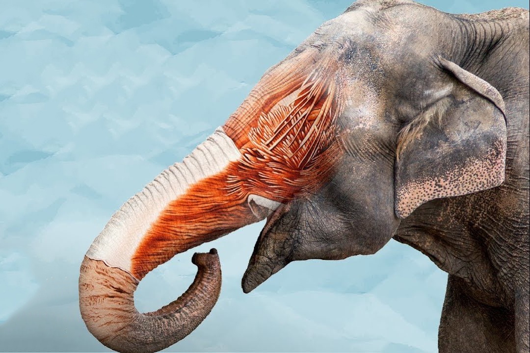 Co gi ben trong voi voi? hinh anh