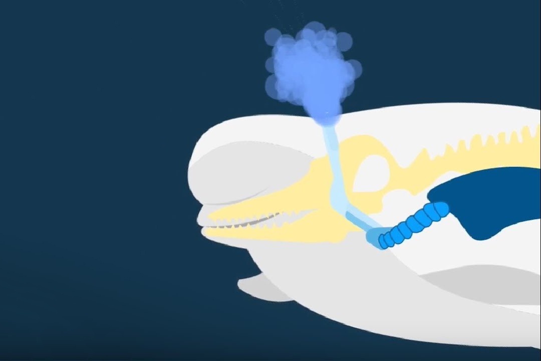 Co gi ben trong lo phun nuoc cua ca voi? hinh anh