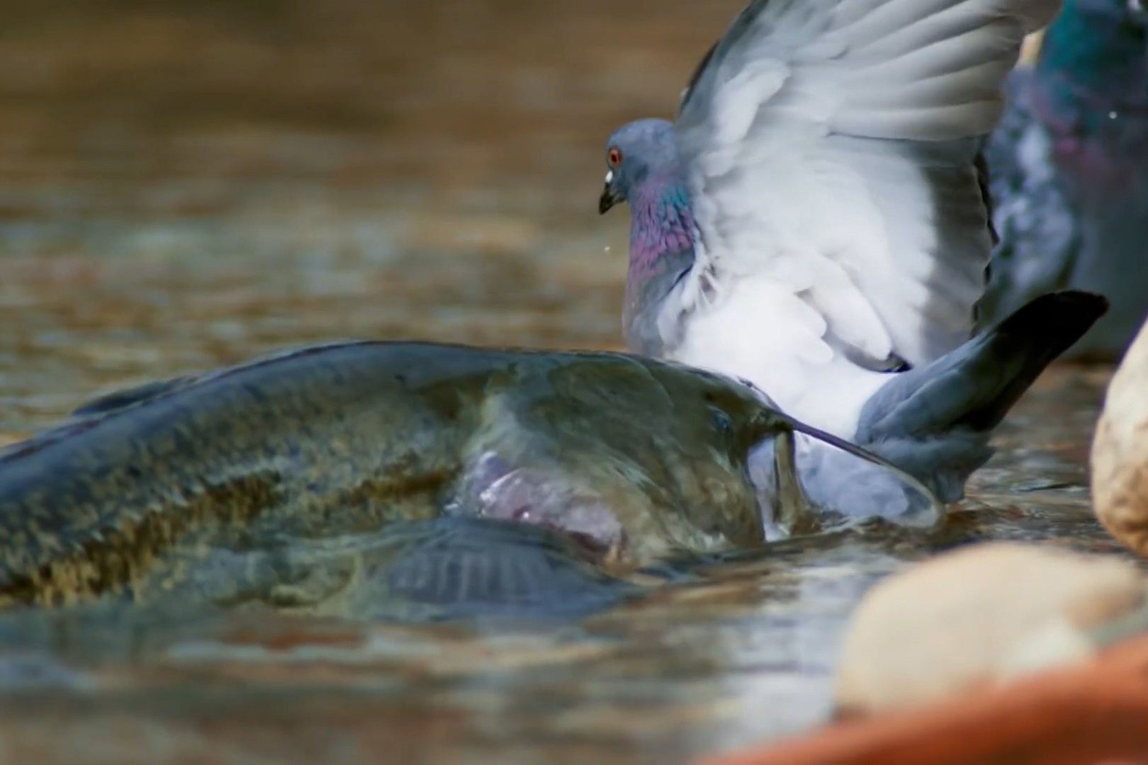 Ca nheo khong lo san moi chim bo cau hinh anh