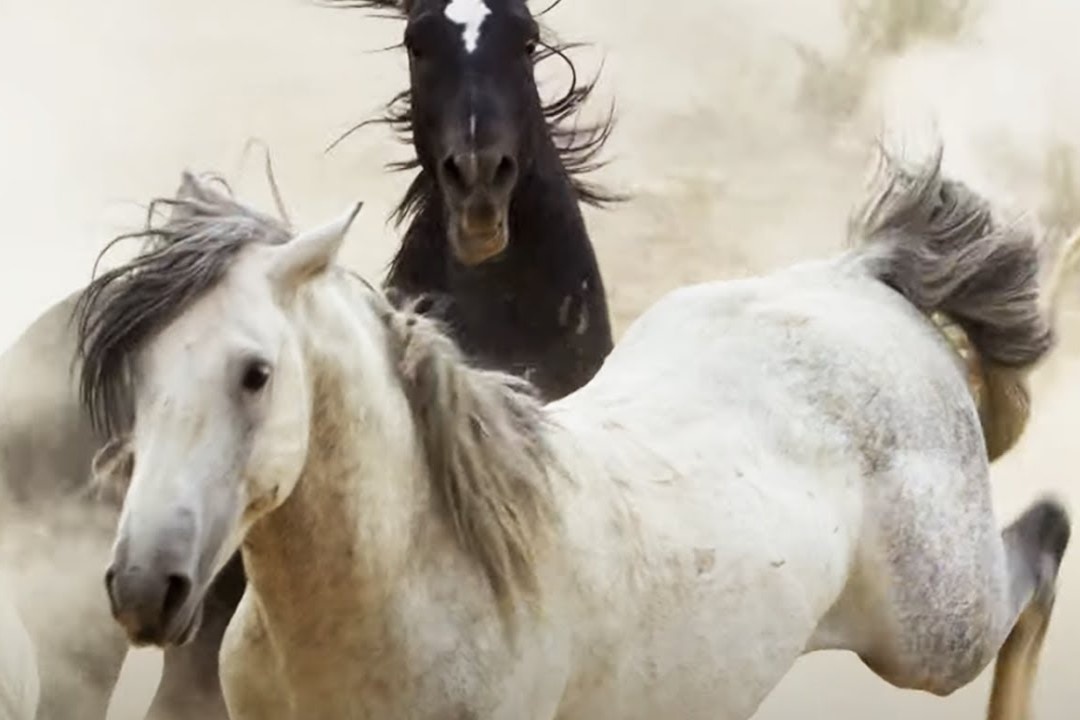 Ngua hoang giao tranh de gianh nuoc uong hinh anh