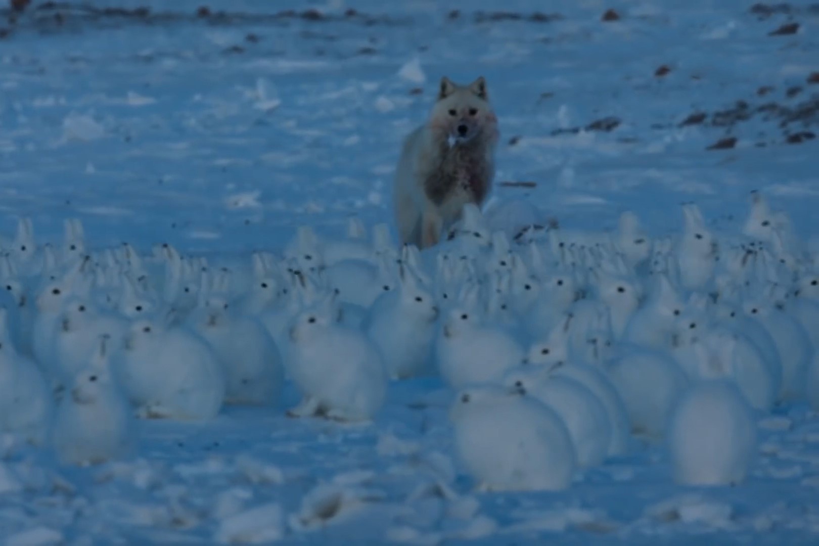 Soi san moi bat luc truoc hang tram con tho Bac Cuc hinh anh
