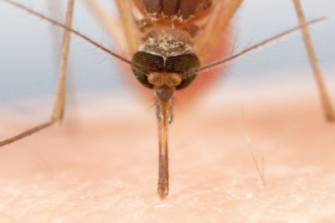 Can canh qua trinh muoi hut mau nguoi hinh anh