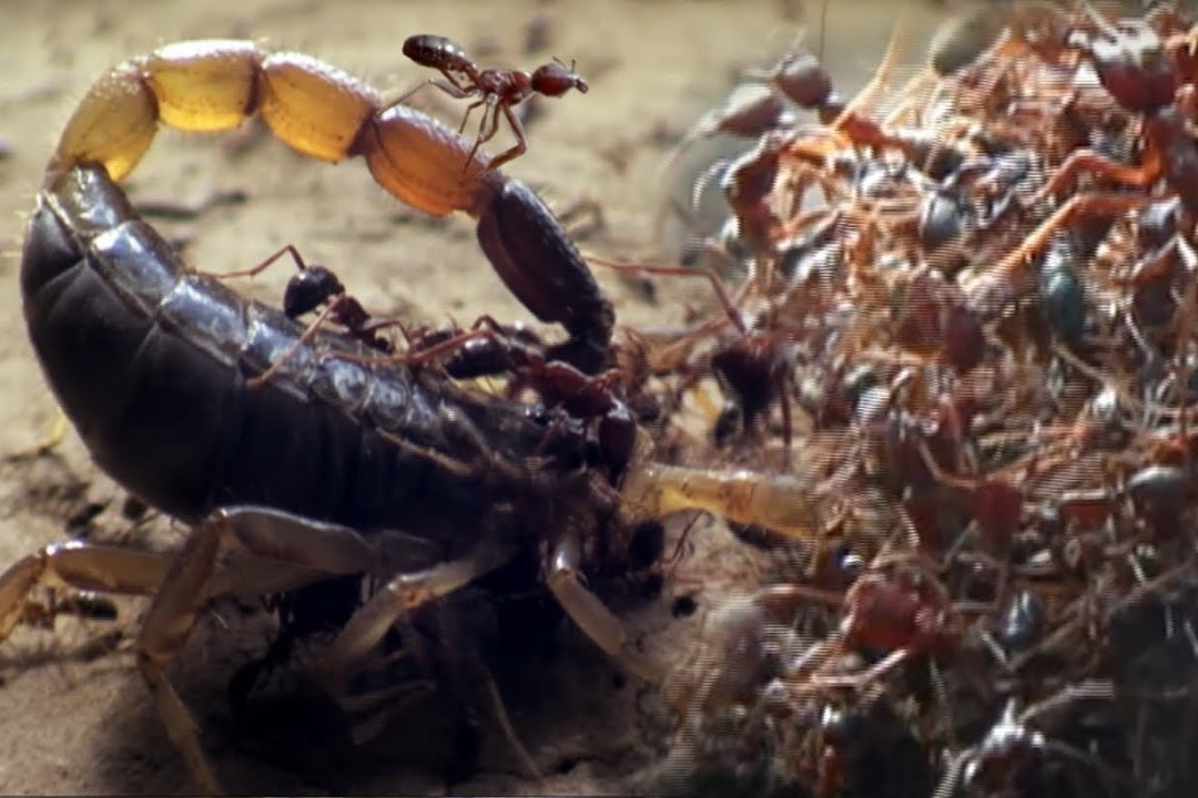 Doi quan kien lai xe san bo cap hinh anh