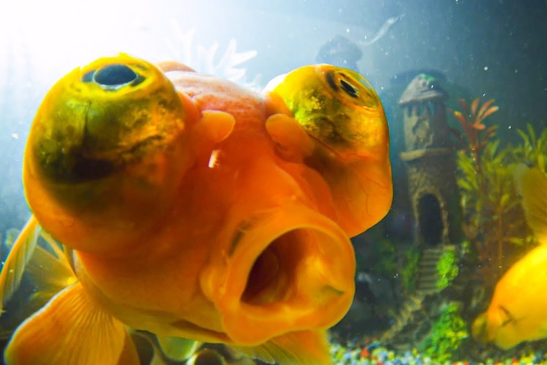 Nhung su that thu vi ve ca vang co the ban chua biet hinh anh