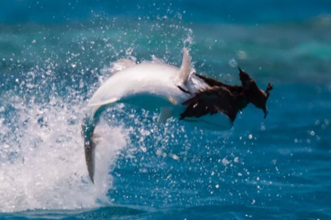 Ca vau khong lo san nhan bien hinh anh