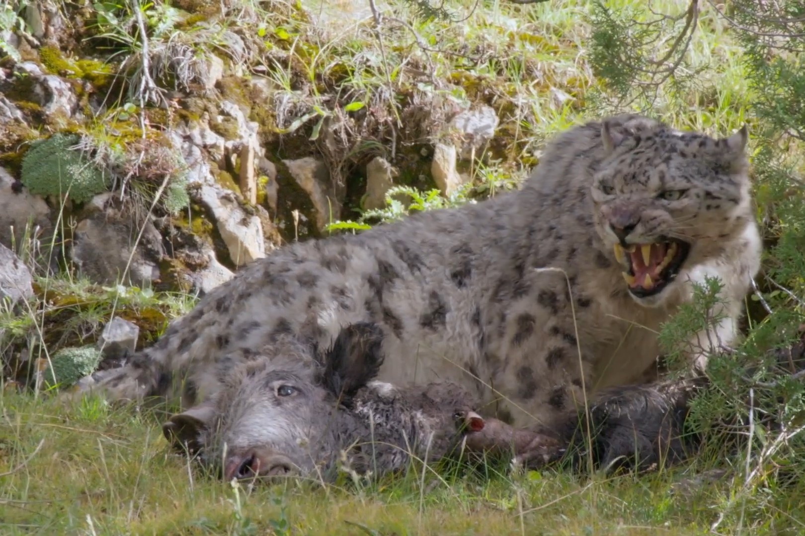 Bao tuyet tron cho hoang khi tha moi hinh anh