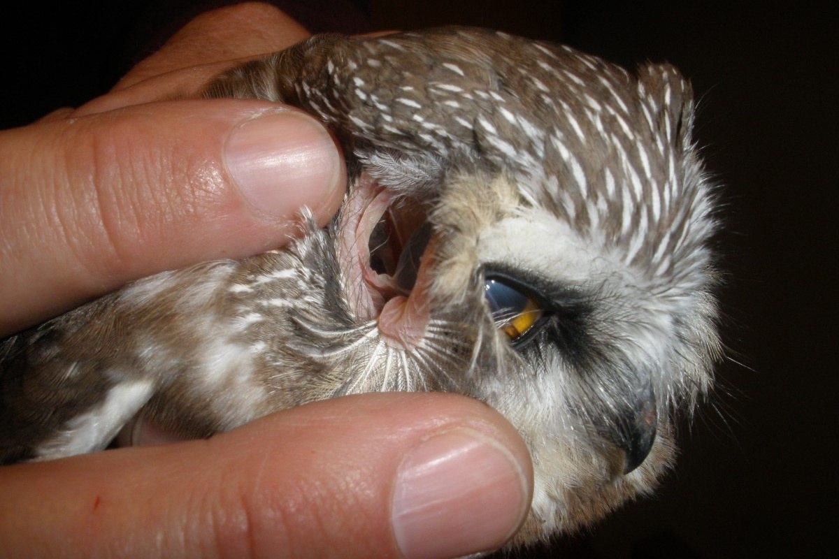 Giai ma doi tai cua loai cu hinh anh