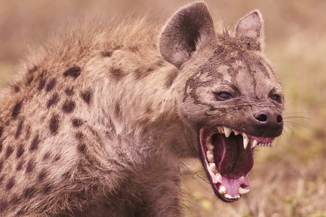 Linh cau san moi that bai truoc gia dinh da dieu hinh anh