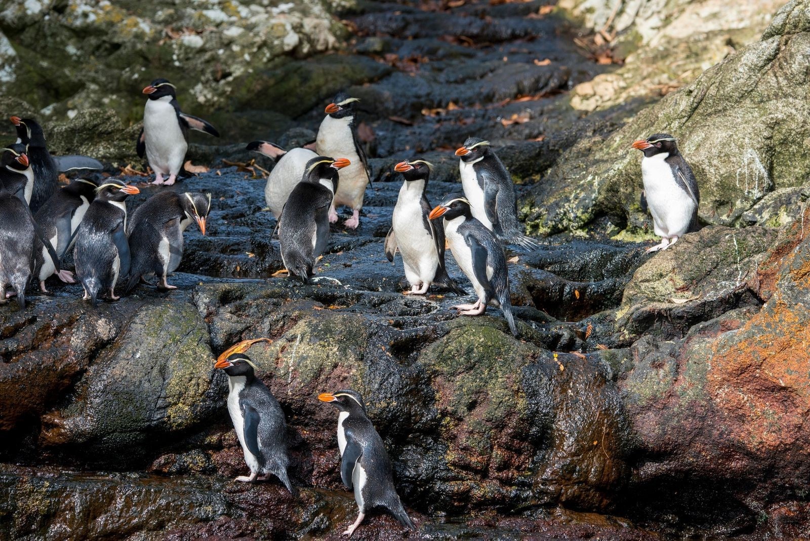 Loai chim canh cut chi song o trong rung hinh anh