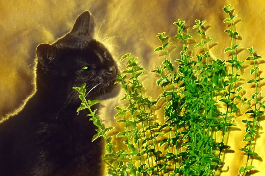 Dieu gi xay ra neu loai meo an bac ha meo? hinh anh