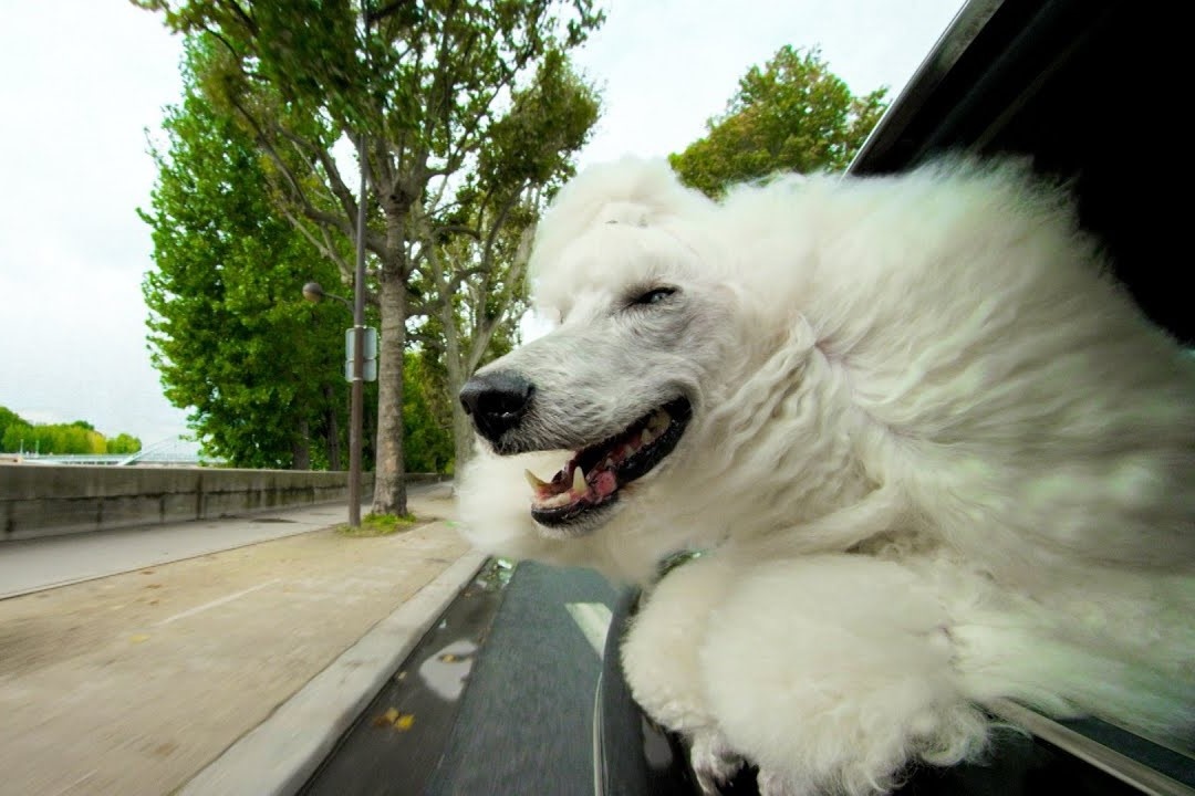 Tai sao cho thich tho dau ra cua kinh oto? hinh anh