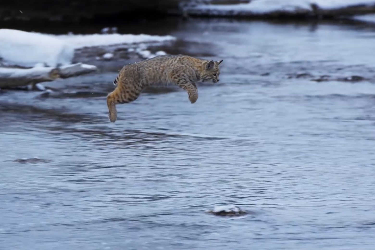 Linh mieu leo cao 6 m vo soc hinh anh