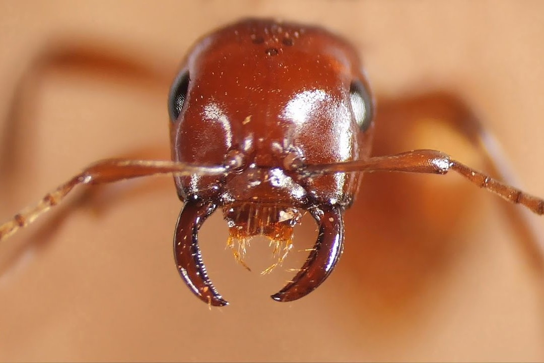 Loai kien chuyen di bat coc va tay nao dong loai hinh anh