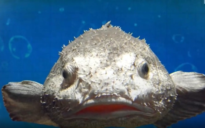 Co gi ben trong loai ca xau xi hinh anh