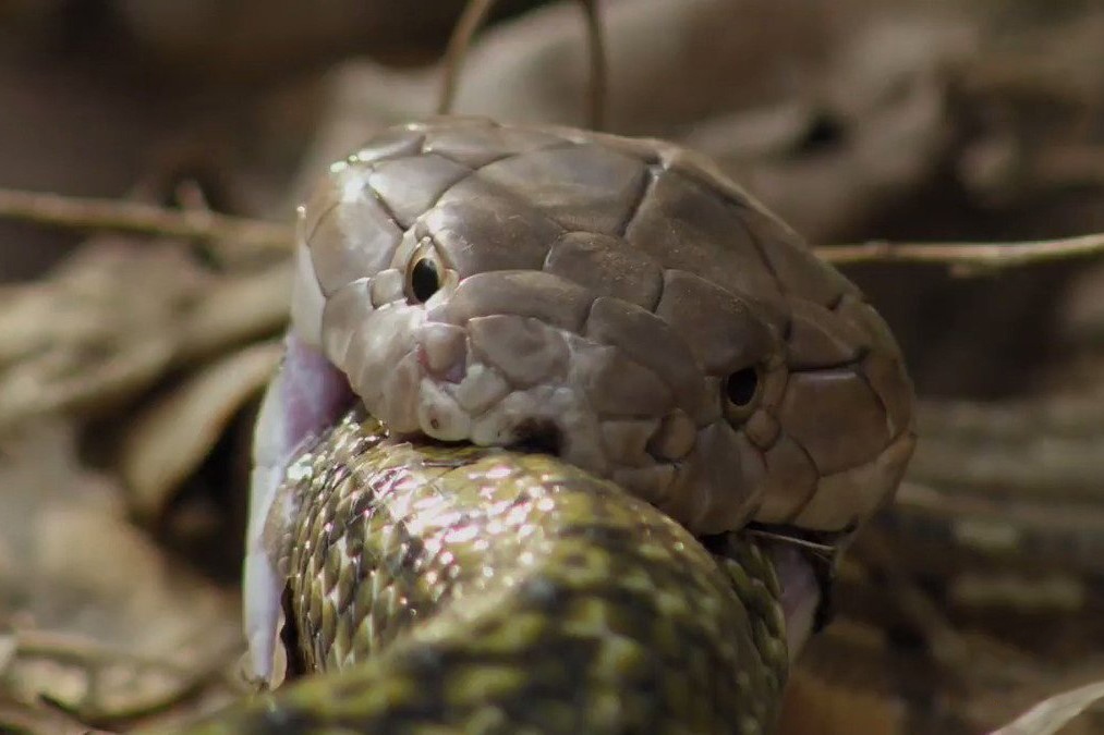 Ran ho mang chua nuot chung dong loai hinh anh