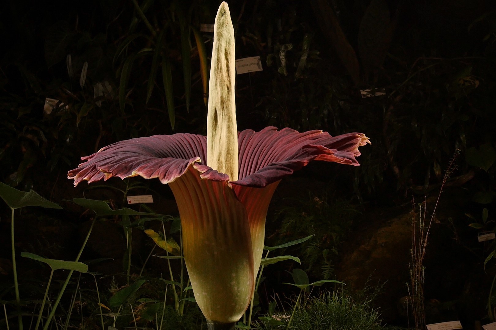 Cach hoa xac thoi thu hut con trung hinh anh