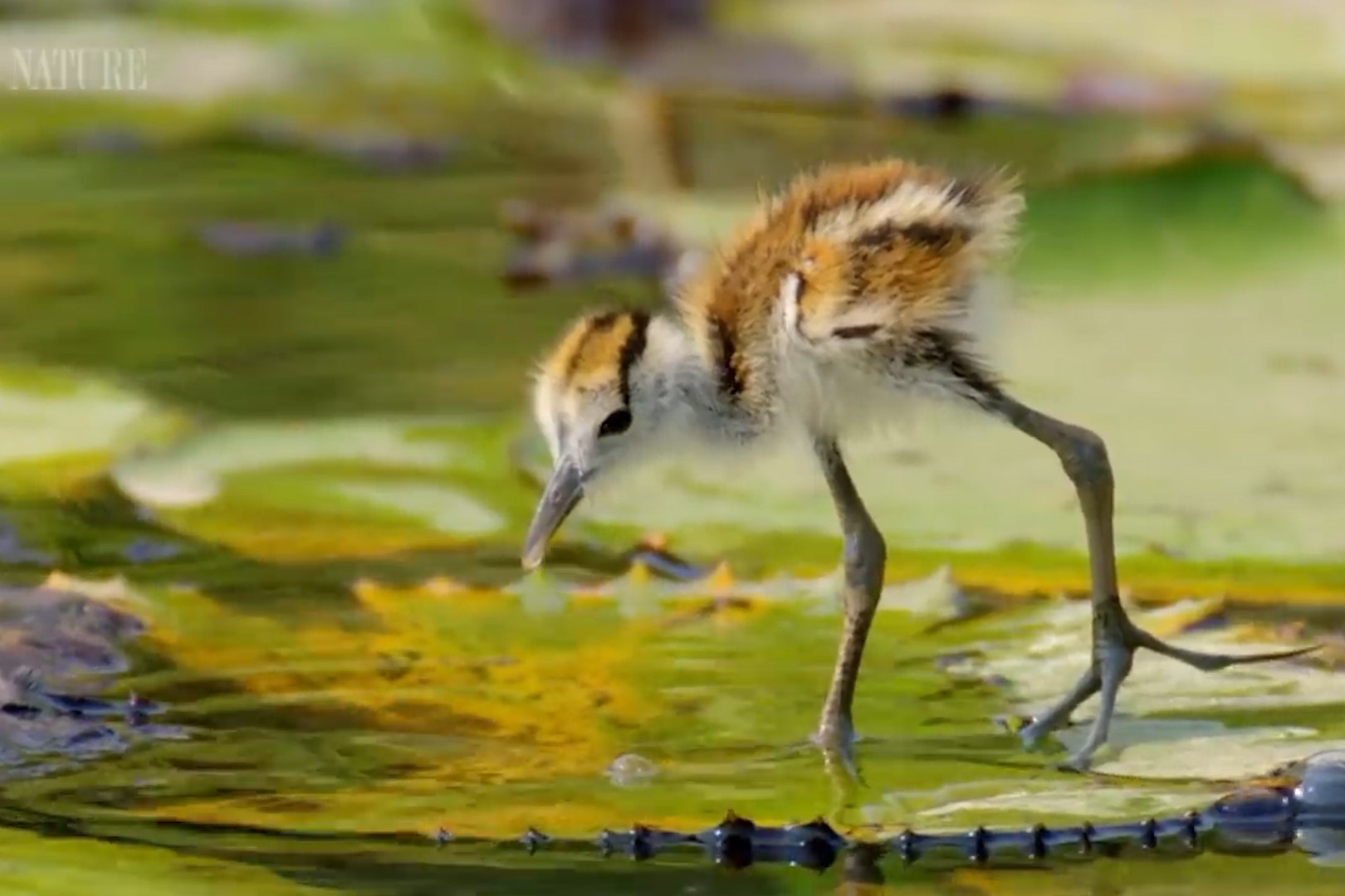 Ga loi nuoc cuu dan con khoi ham ca sau hinh anh