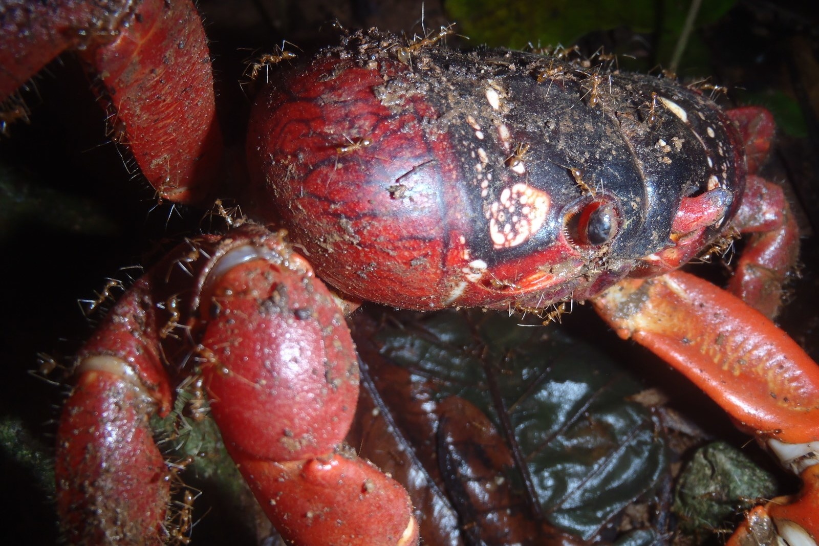 Cuoc tan cong cua kien nham vao loai cua do hinh anh