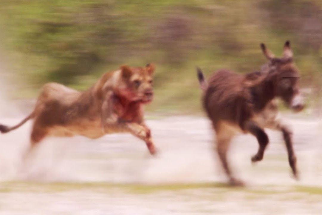 Dan lua di lac vao tran dia cua su tu hinh anh