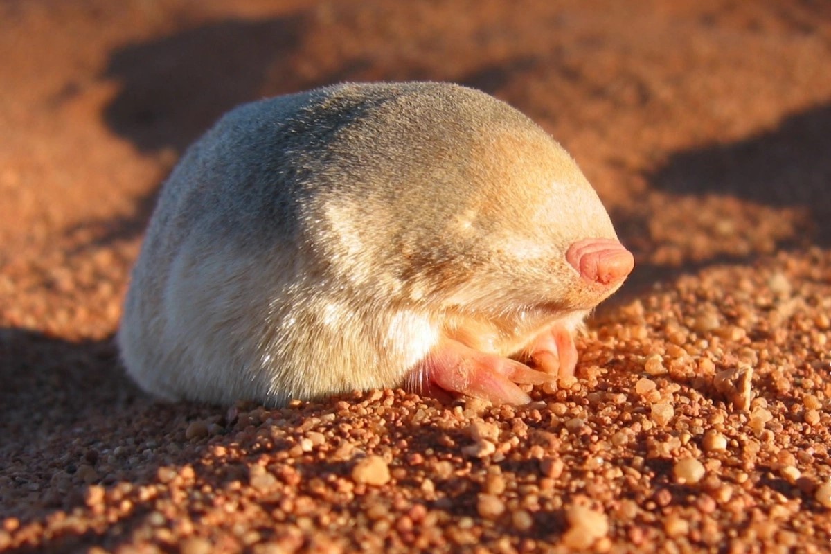 Chuot chui vang san moi o sa mac hinh anh