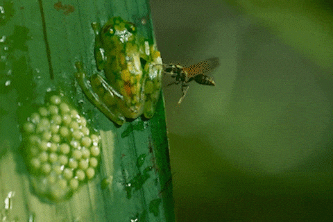 Ech duc danh tra dan to vo de bao ve trung hinh anh