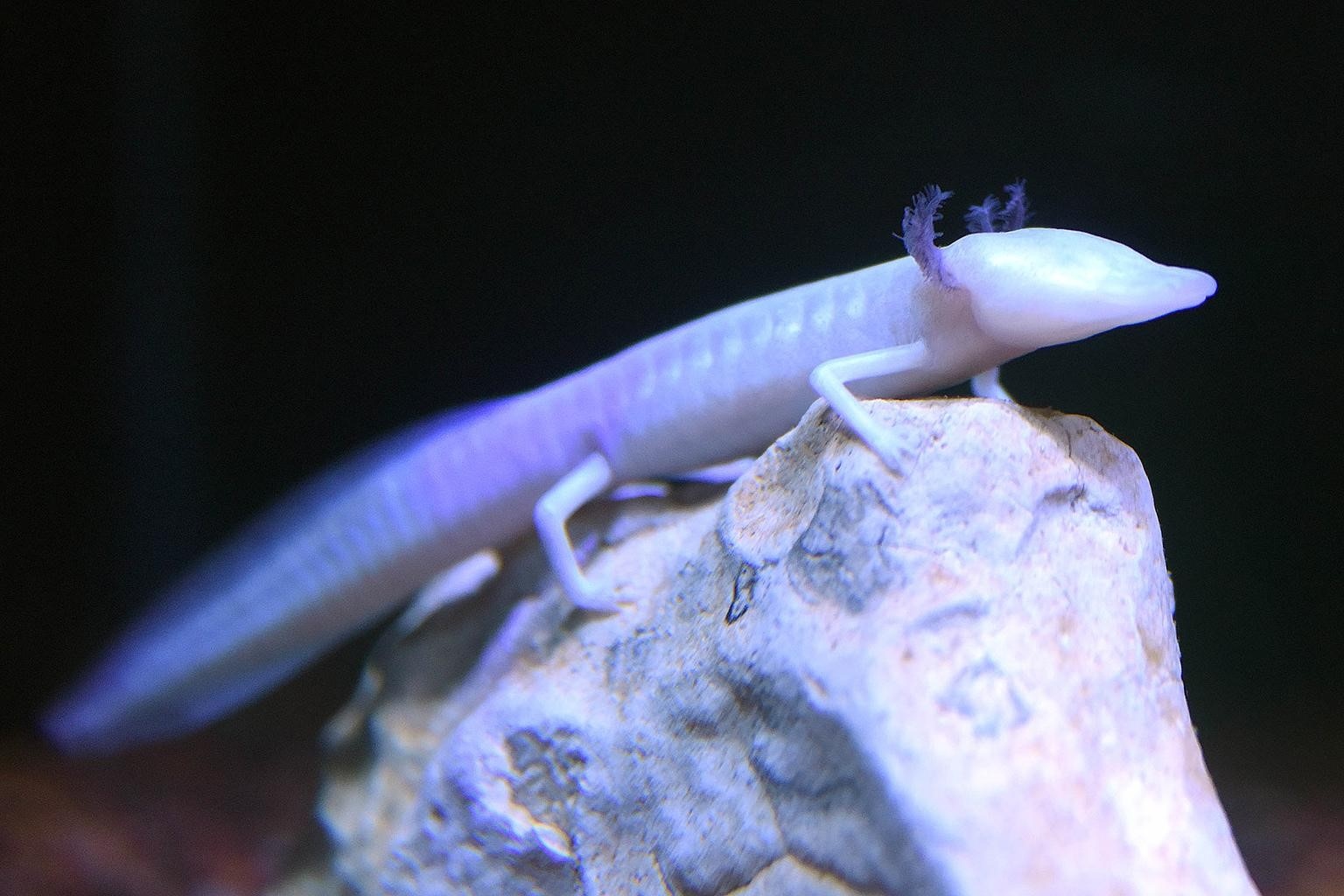 Loai ky giong mu hiem tren Trai Dat hinh anh