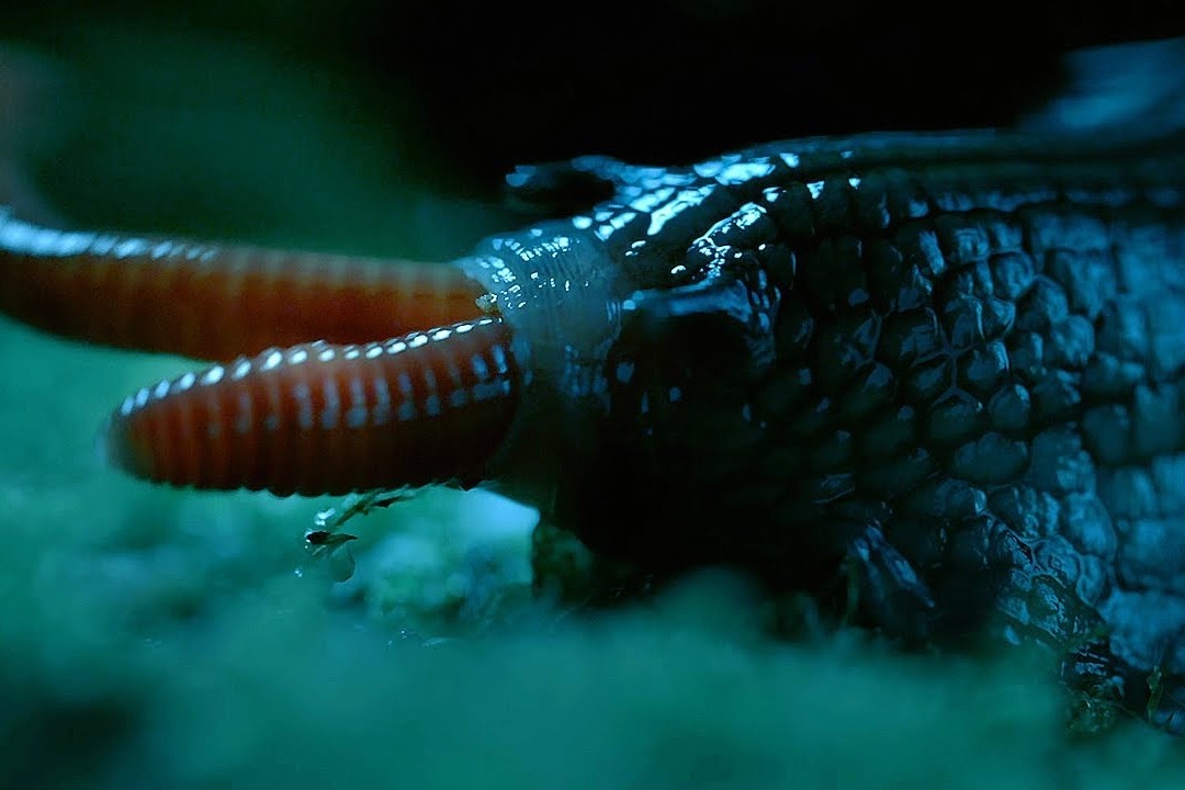 Loai oc sen khong lo co 6.000 chiec rang hinh anh