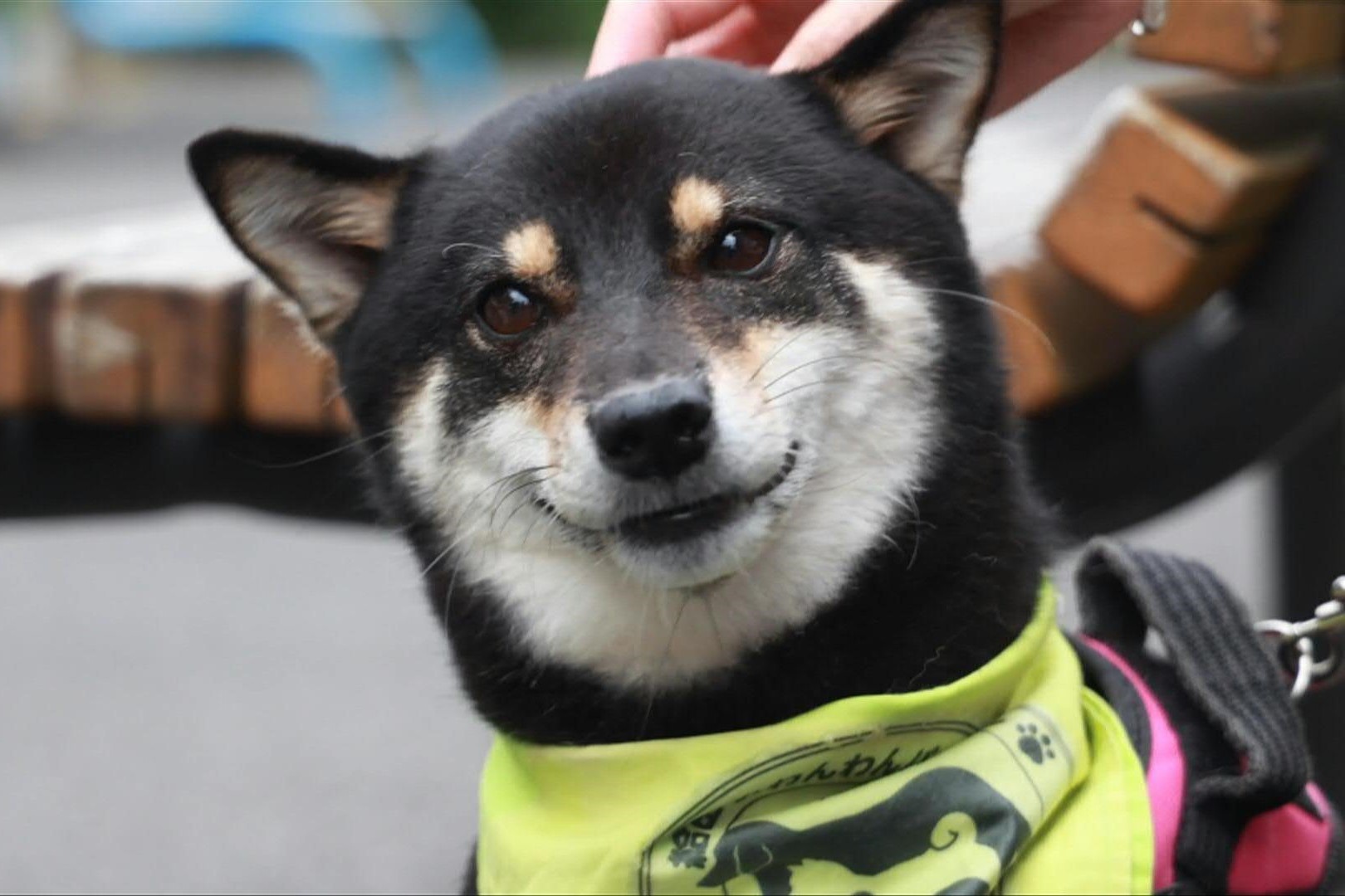 Doi tuan tra cho cung ho tong tre em o Nhat Ban di hoc hinh anh